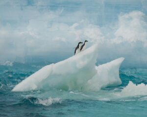 Oceanwide Expeditions, การสำรวจขั้วโลก, การนำทาง, การตรวจสอบน้ำแข็งทะเลแบบเรียลไทม์
