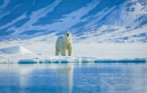 สำรวจสวาลบาร์ด, การเดินทางสำรวจสัตว์ป่า, อาร์กติก, Oceanwide Expeditions