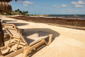 Cozumel, เก็บ, 55 ตัน, สาหร่าย, ชายหาด, เม็กซิโก